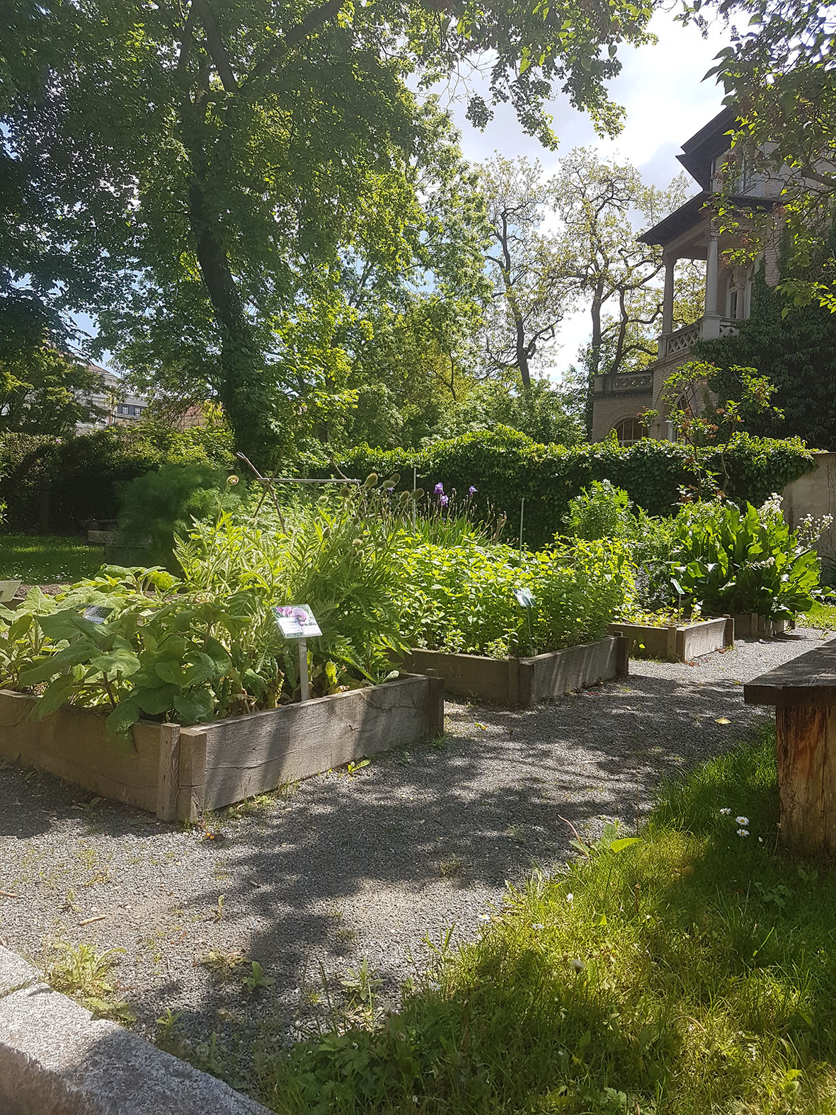 Hortulus theodiscus, Bild: SAW