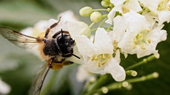 Biene im Hortulus